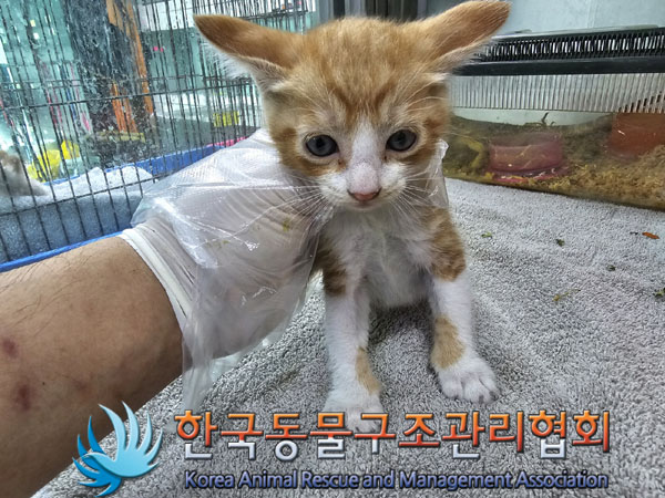 한국 고양이 이미지 파일 입니다.